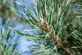 Attēlu rezultāti vaicājumam “Pinus sylvestris leaf”