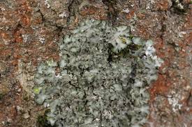 Attēlu rezultāti vaicājumam “Pleurosticta acetabulum”