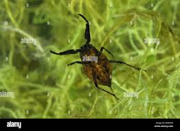 Attēlu rezultāti vaicājumam “Nepa cinerea imago”