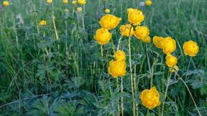 Attēlu rezultāti vaicājumam “Trollius europaeus”