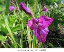 Attēlu rezultāti vaicājumam “Gladiolus imbricatus bud”