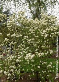 Attēlu rezultāti vaicājumam “Fothergilla major”