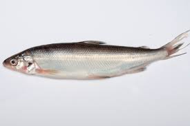 Image result for Coregonus artedi