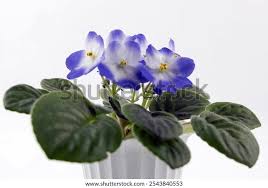Image result for Saintpaulia ionantha Culitvar