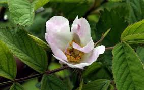 Attēlu rezultāti vaicājumam “Rosa glabrifolia”