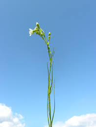 Attēlu rezultāti vaicājumam “Arenaria procera”