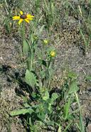 Attēlu rezultāti vaicājumam “Rudbeckia hirta var. pulcherrima”