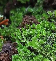 Attēlu rezultāti vaicājumam “Scapania apiculata”