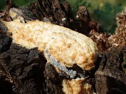 Attēlu rezultāti vaicājumam “Fuligo luteonitens macro”