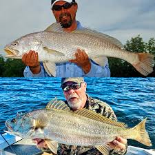 Image result for Argyrosomus inodorus