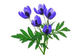 Attēlu rezultāti vaicājumam “Aconitum napellus leaf”