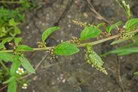 Attēlu rezultāti vaicājumam “Chenopodium polyspermum leaf”