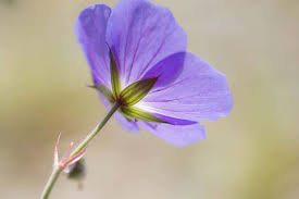 Image result for Geranium `Purple Haze`