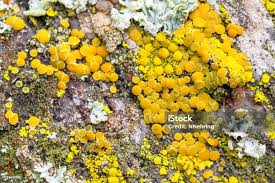 Attēlu rezultāti vaicājumam “Candelariella sp.”