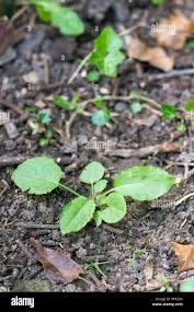 Attēlu rezultāti vaicājumam “Rumex crispus leaf”