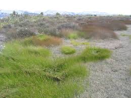 Attēlu rezultāti vaicājumam “Juncus gerardii fruit”