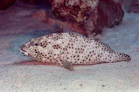 Image result for Epinephelus adscensionis