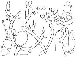 Attēlu rezultāti vaicājumam “Phleogena faginea sessile”