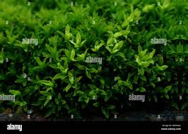 Attēlu rezultāti vaicājumam “Barbula convoluta”