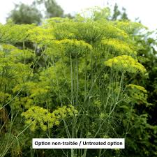 Attēlu rezultāti vaicājumam “Anethum graveolens”