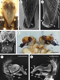 Attēlu rezultāti vaicājumam “Argiope bruennichi female”