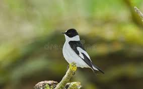 Image result for Ficedula albicollis