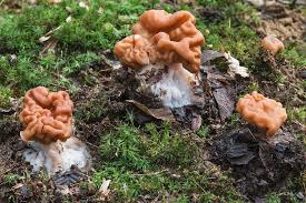 Attēlu rezultāti vaicājumam “Gyromitra gigas”
