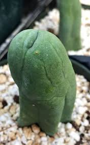 Attēlu rezultāti vaicājumam “Trichia erecta macro”