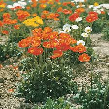 Image result for Papaver nudicaule