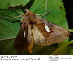 Attēlu rezultāti vaicājumam “Autographa excelsa”