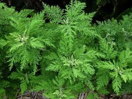 Image result for Artemisia annua