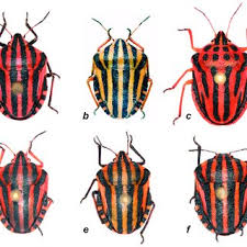 Attēlu rezultāti vaicājumam “Graphosoma lineatum imago”