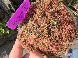 Attēlu rezultāti vaicājumam “Craterium minutum cf. var. brunneum stalked”