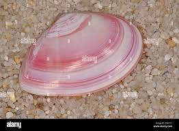 Attēlu rezultāti vaicājumam “Macoma baltica”