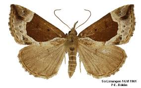 Attēlu rezultāti vaicājumam “Hypena crassalis”