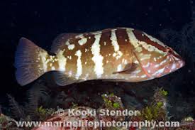 Image result for Epinephelus striatus