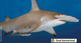 Image result for Sphyrna