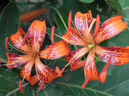 Attēlu rezultāti vaicājumam “Lilium lancifolium flower”