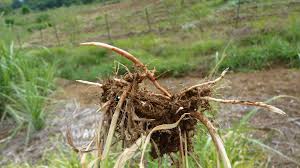 Attēlu rezultāti vaicājumam “Phalaroides arundinacea fruit”