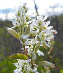 Attēlu rezultāti vaicājumam “Amelanchier spicata flower”