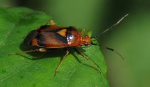 Attēlu rezultāti vaicājumam “Deraeocoris ruber”