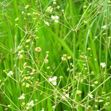 Attēlu rezultāti vaicājumam “Alisma plantago-aquatica fruit”