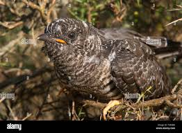 Attēlu rezultāti vaicājumam “Cuculus canorus”