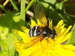 Attēlu rezultāti vaicājumam “Sericomyia lappona”