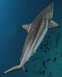 Image result for Carcharhinus brevipinna