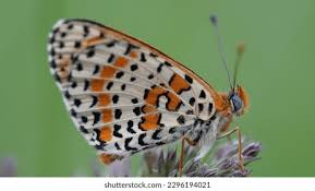Attēlu rezultāti vaicājumam “Melitaea didyma male”