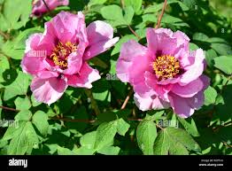 Image result for Pfingstrose