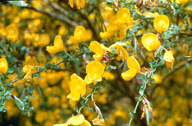 Attēlu rezultāti vaicājumam “Cytisus scoparius leaf”