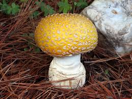 Attēlu rezultāti vaicājumam “Amanita muscaria”
