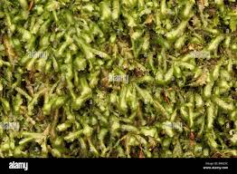 Attēlu rezultāti vaicājumam “Homalia trichomanoides sporophyte”